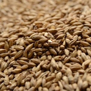 Briess 2-Row Brewer's Malt